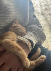 茶々、腕の中で眠る