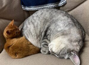 ソファでくつろぐシュルと茶々