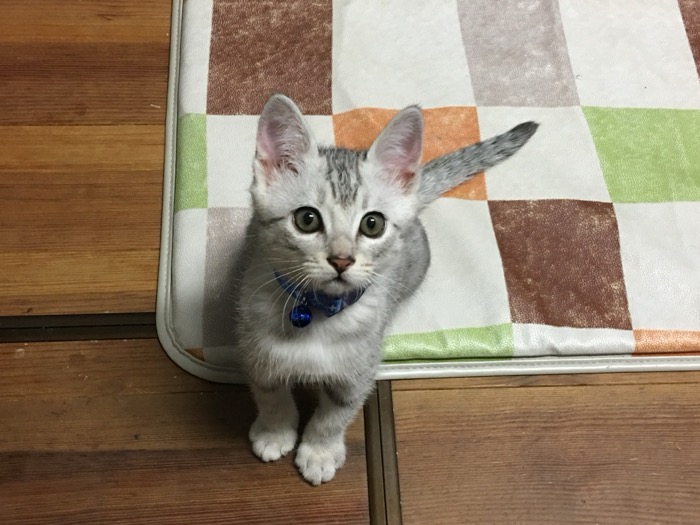 鈴をつけた子猫のシュル