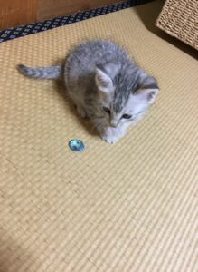 子猫のシュル
