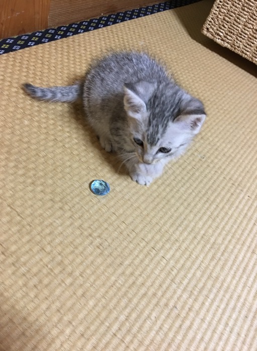 子猫のシュル