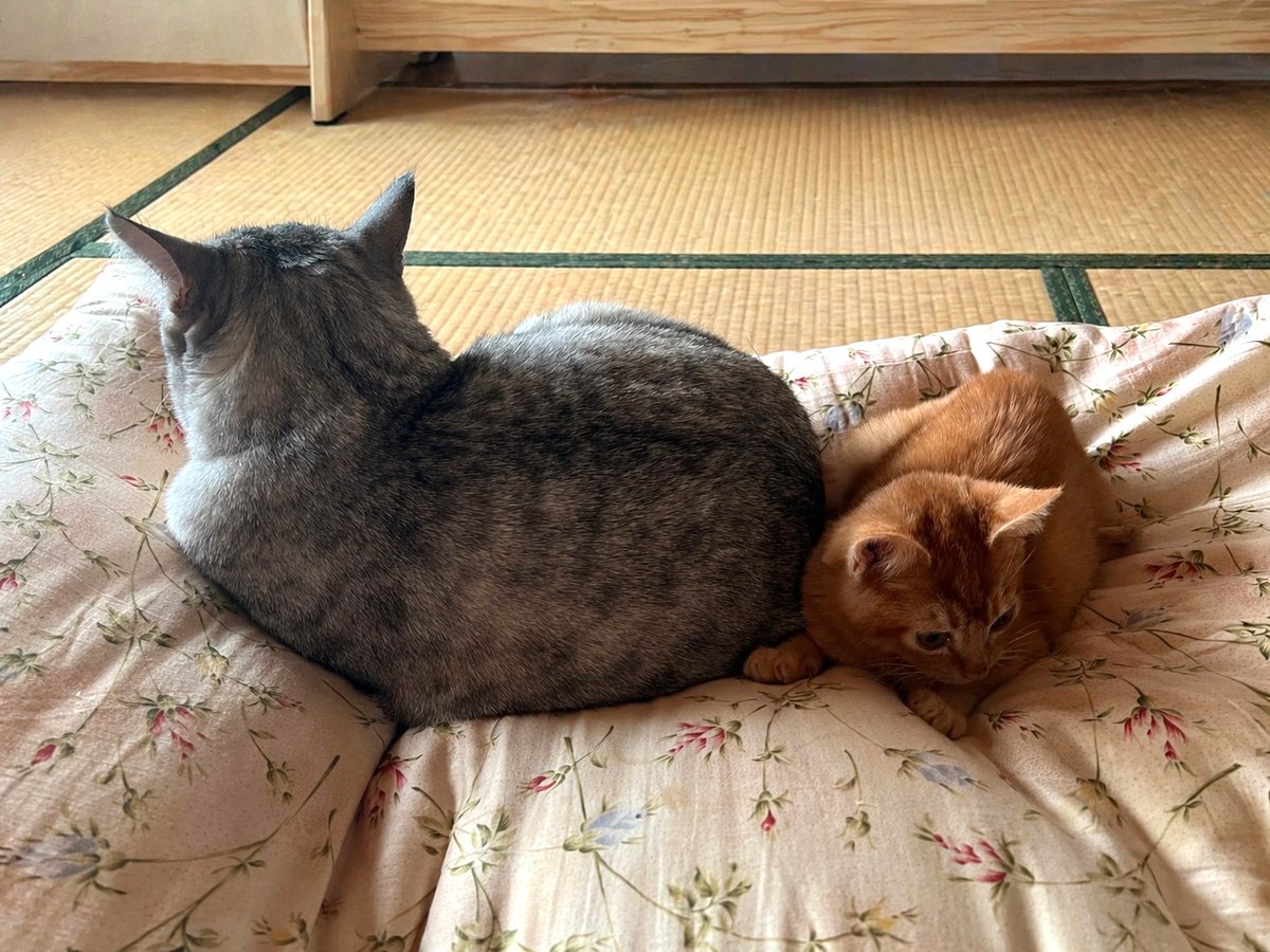 畳の上でよりそうシュルと茶々