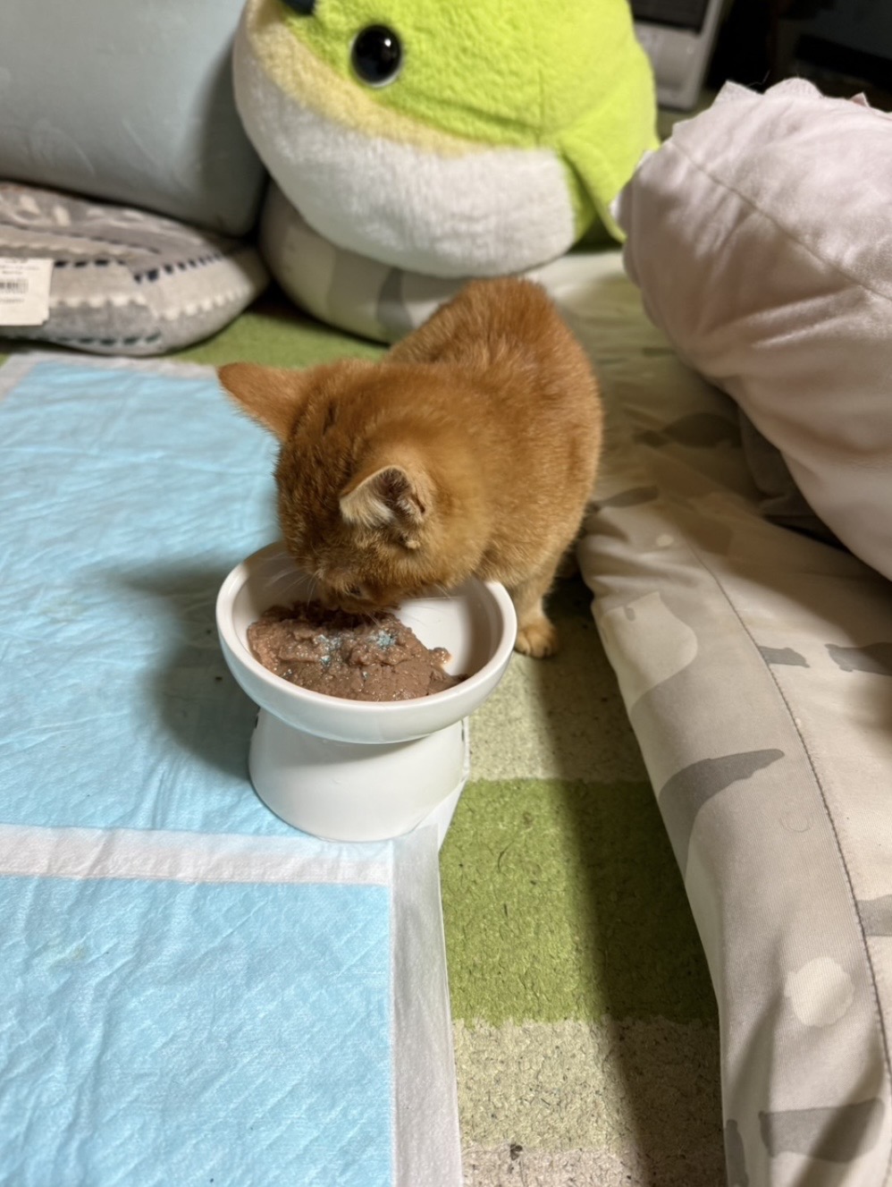 ご飯を食べる茶々
