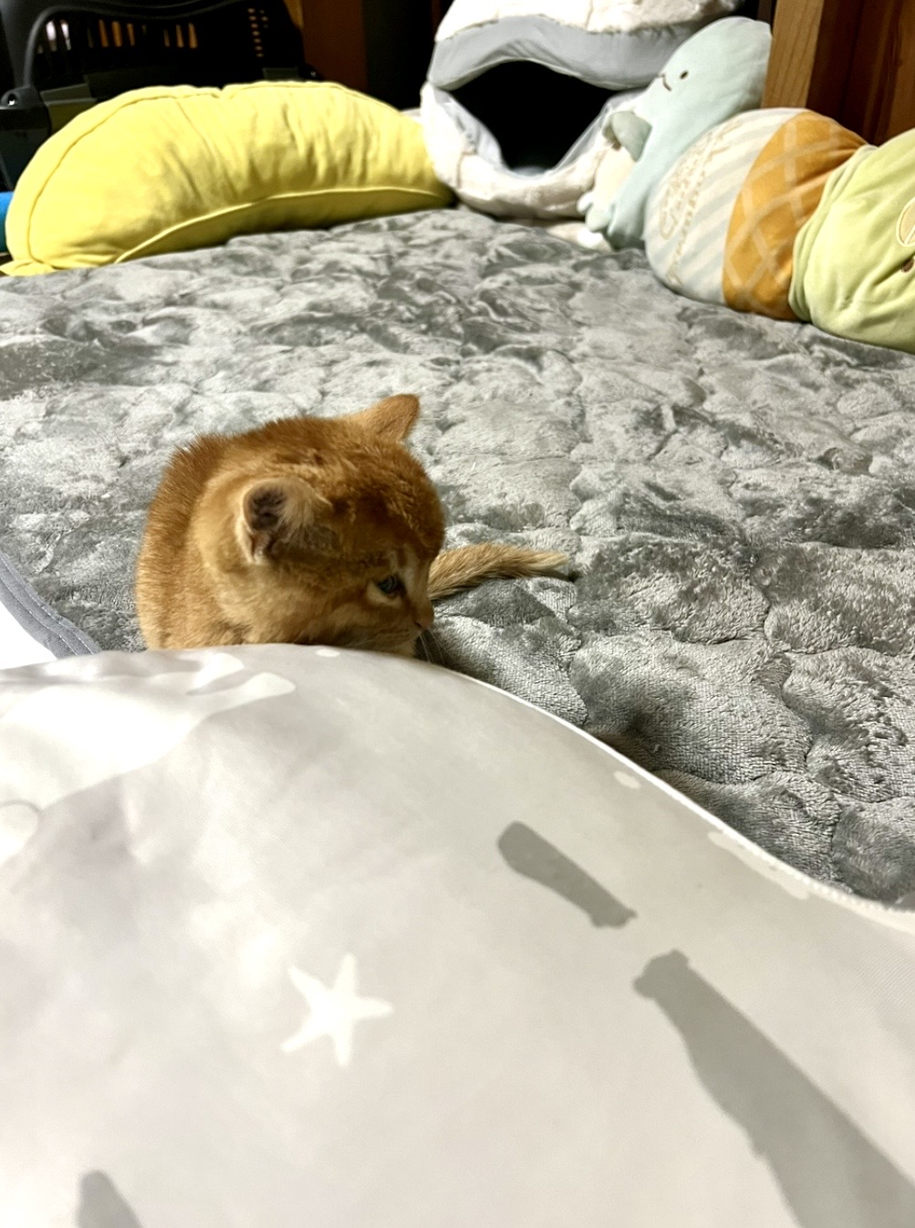 ぬいぐるみの中からのぞく茶々