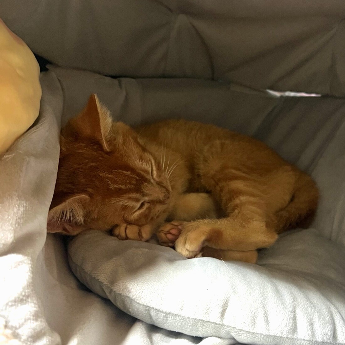 ベッドで眠る茶々