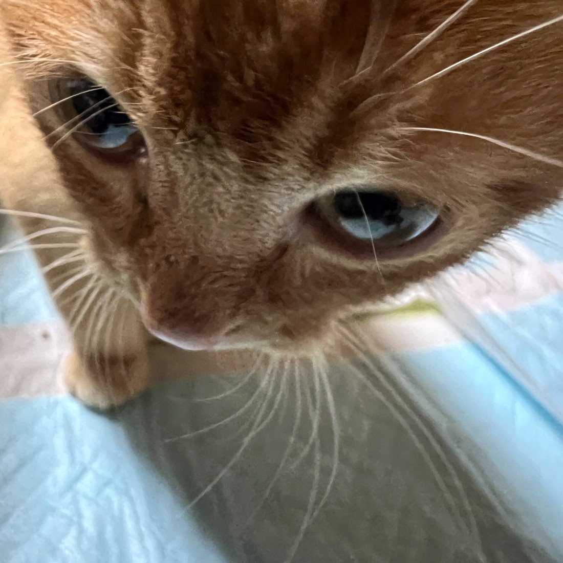 茶々の顔