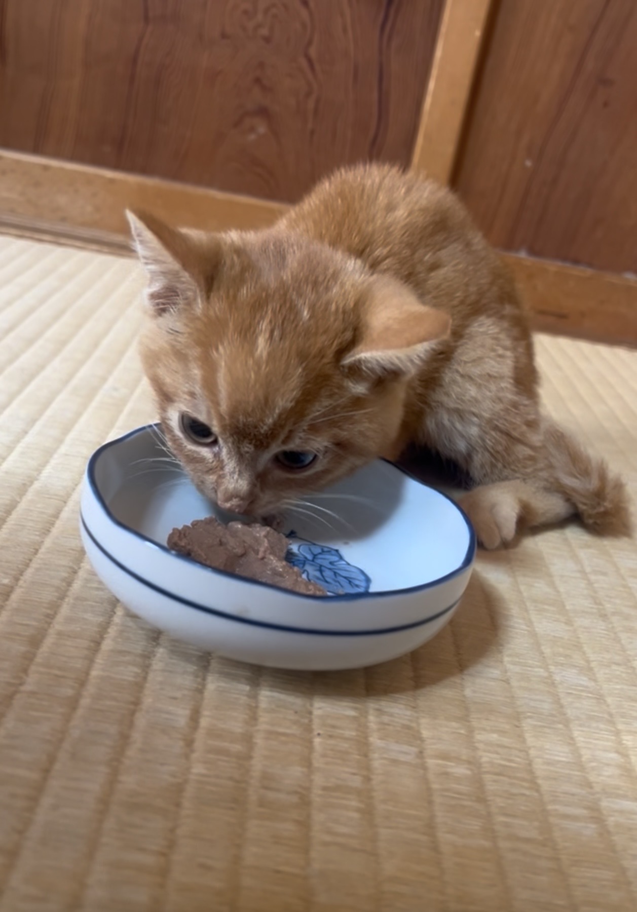 回復ケアのご飯を食べる、保護されたばかりの茶々