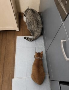 それぞれのお皿でご飯を食べるシュルと茶々