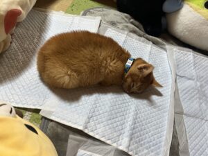 ペットシーツの上で丸くなって寝ている茶々