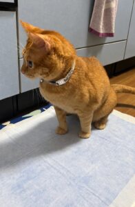 キッチンマットの上に敷いたペットシーツに座る茶々