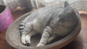 新しい爪とぎでくつろぐシュル。左奥に先代