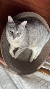 新しい爪とぎに座るシュルを真上から。真ん中にとぎ跡